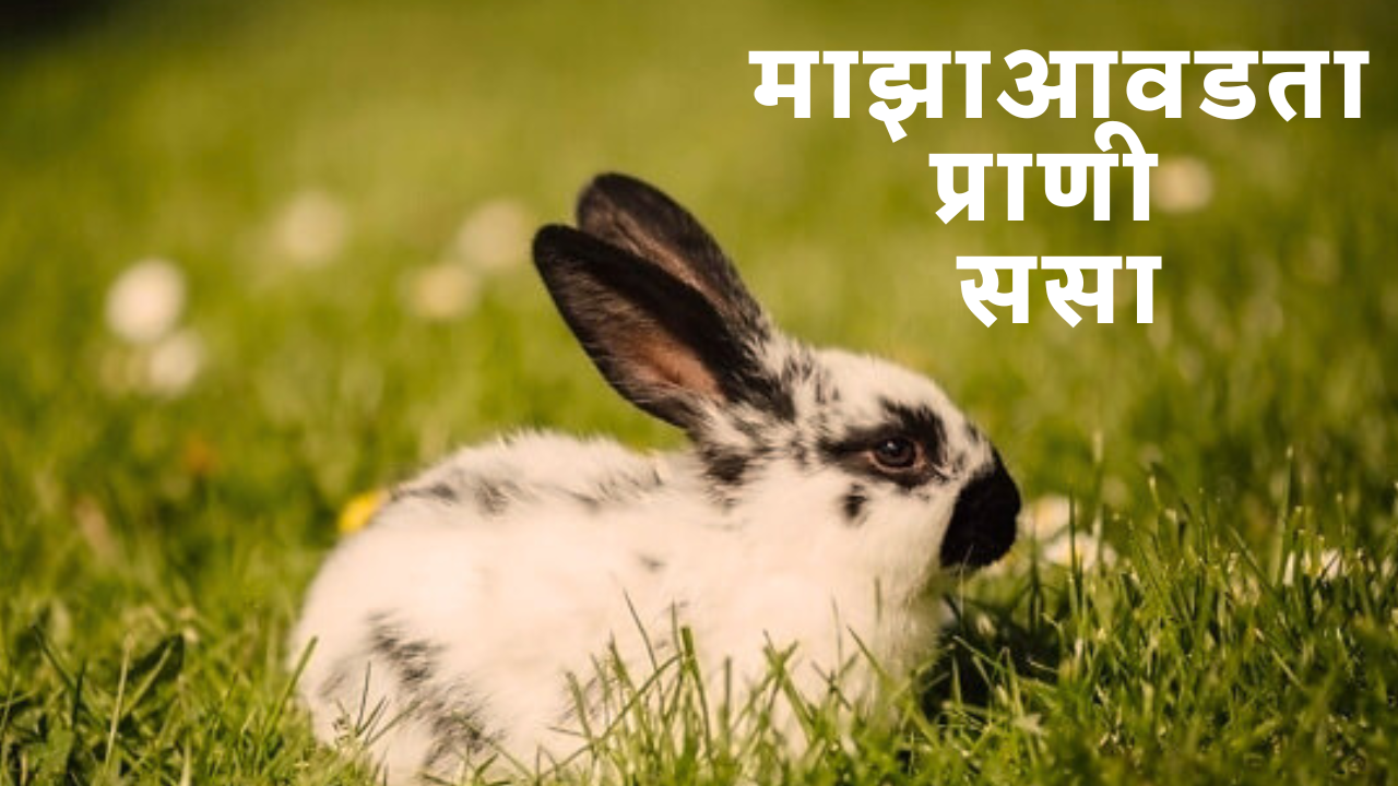 my favourite animal rabbit essay in marathi